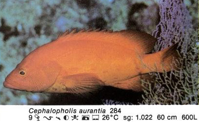 Cephalopholis aurantia